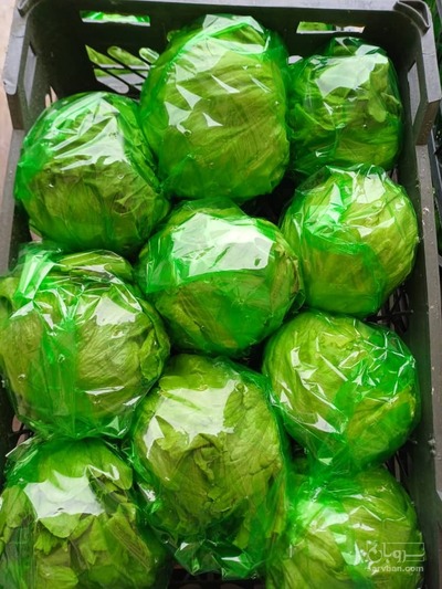 فروش کاهو آیسبرگ