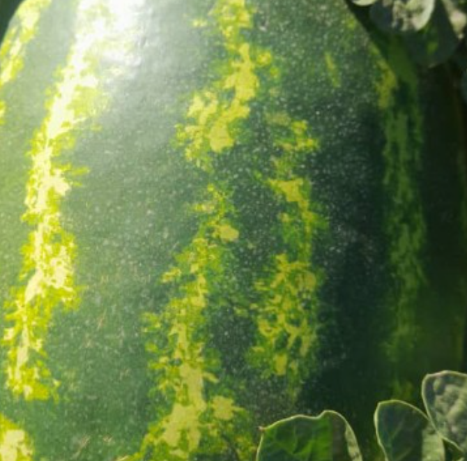 فروش هندوانه بیضی صادراتی