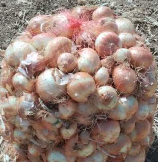 فروش پیاز زرد