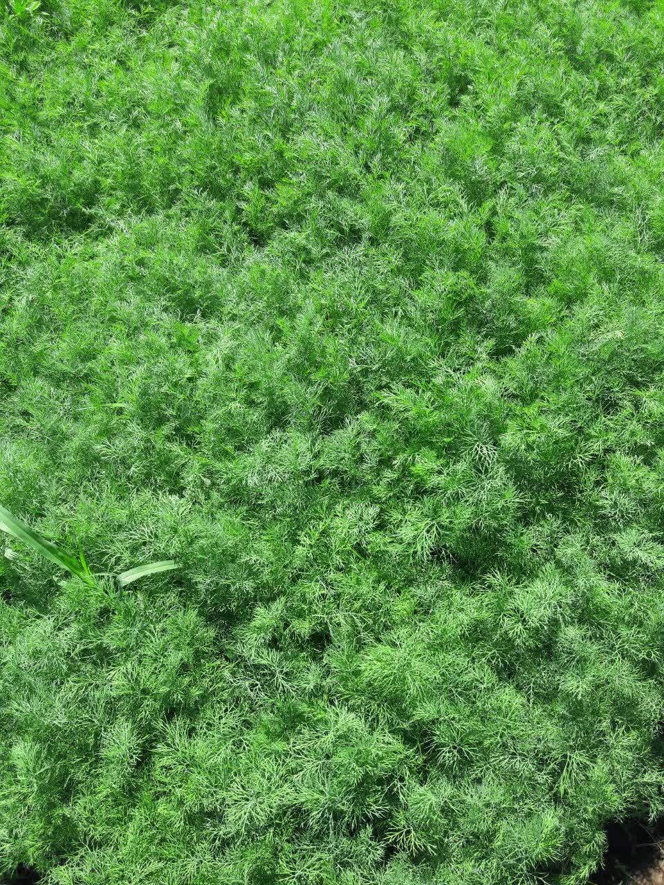 فروش شوید تر