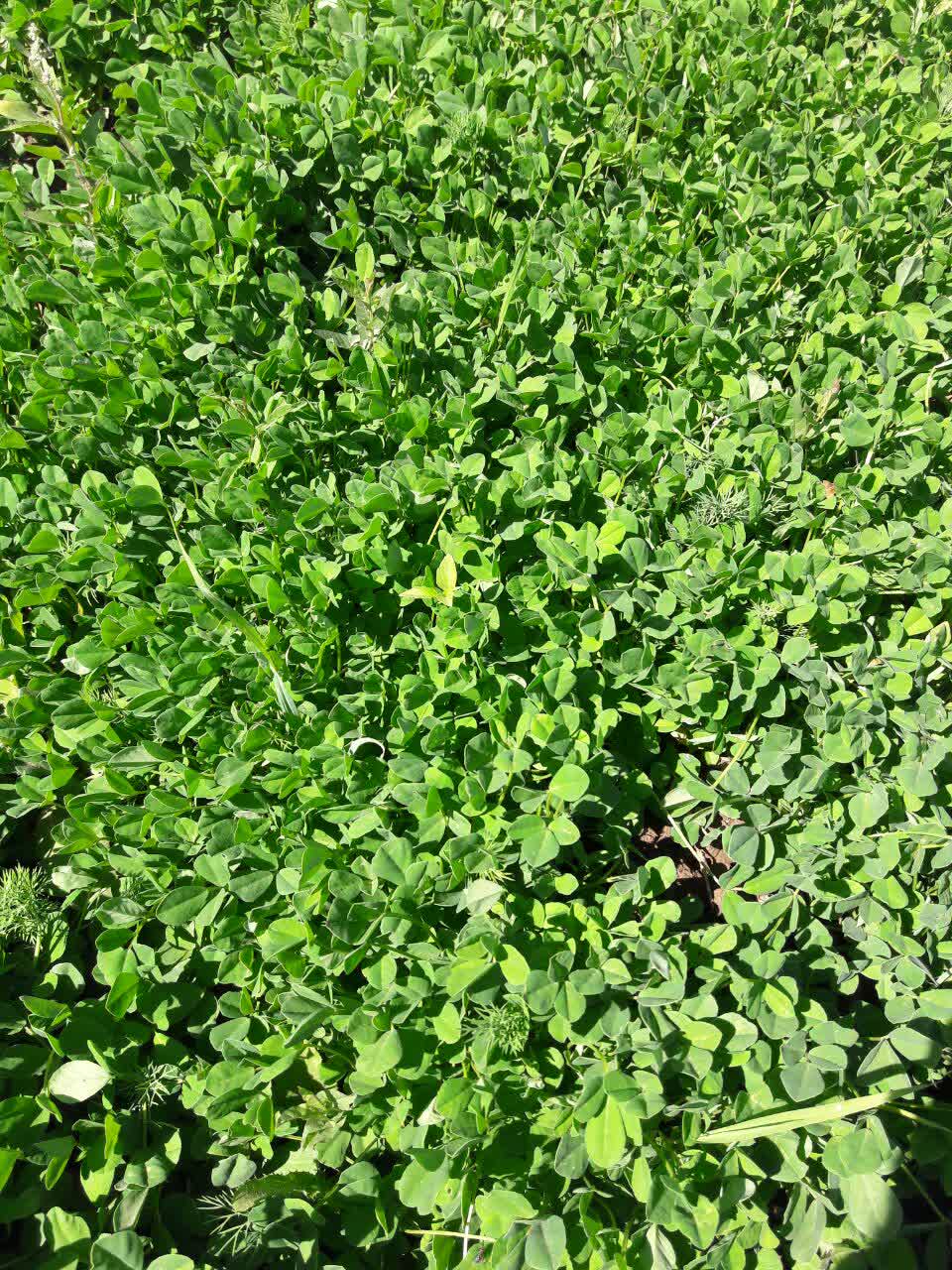 فروش شنبلیله