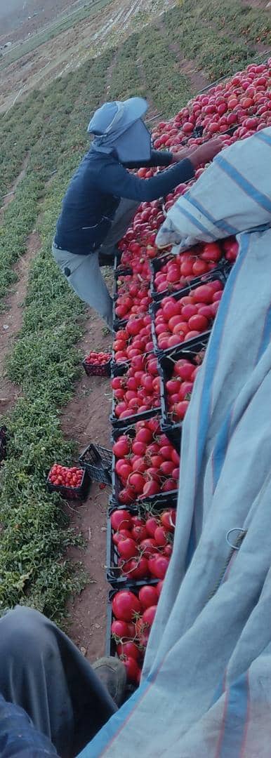 فروش گوجه فرنگی