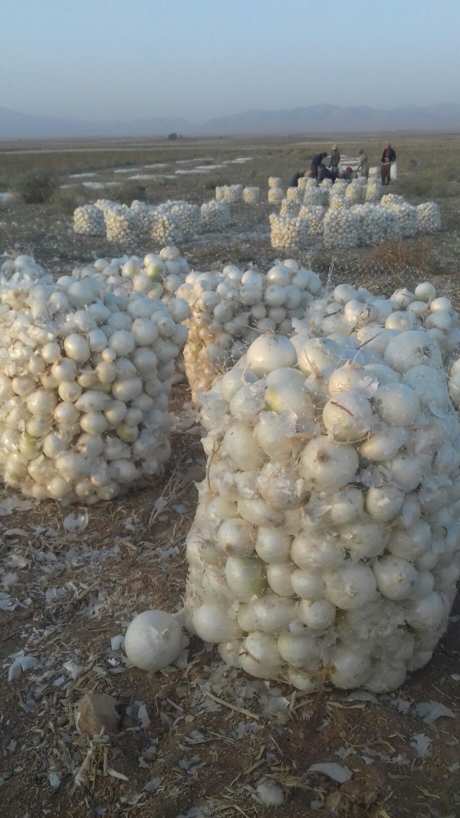 فروش پیاز سفید