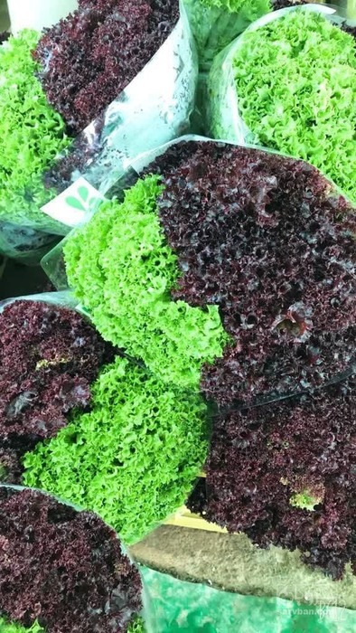 فروش کاهوفرانسوی