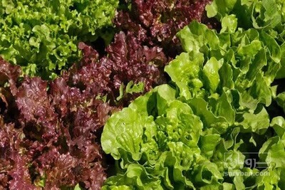 فروش کاهوفرانسوی 3