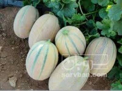 فروش طالبی جانا