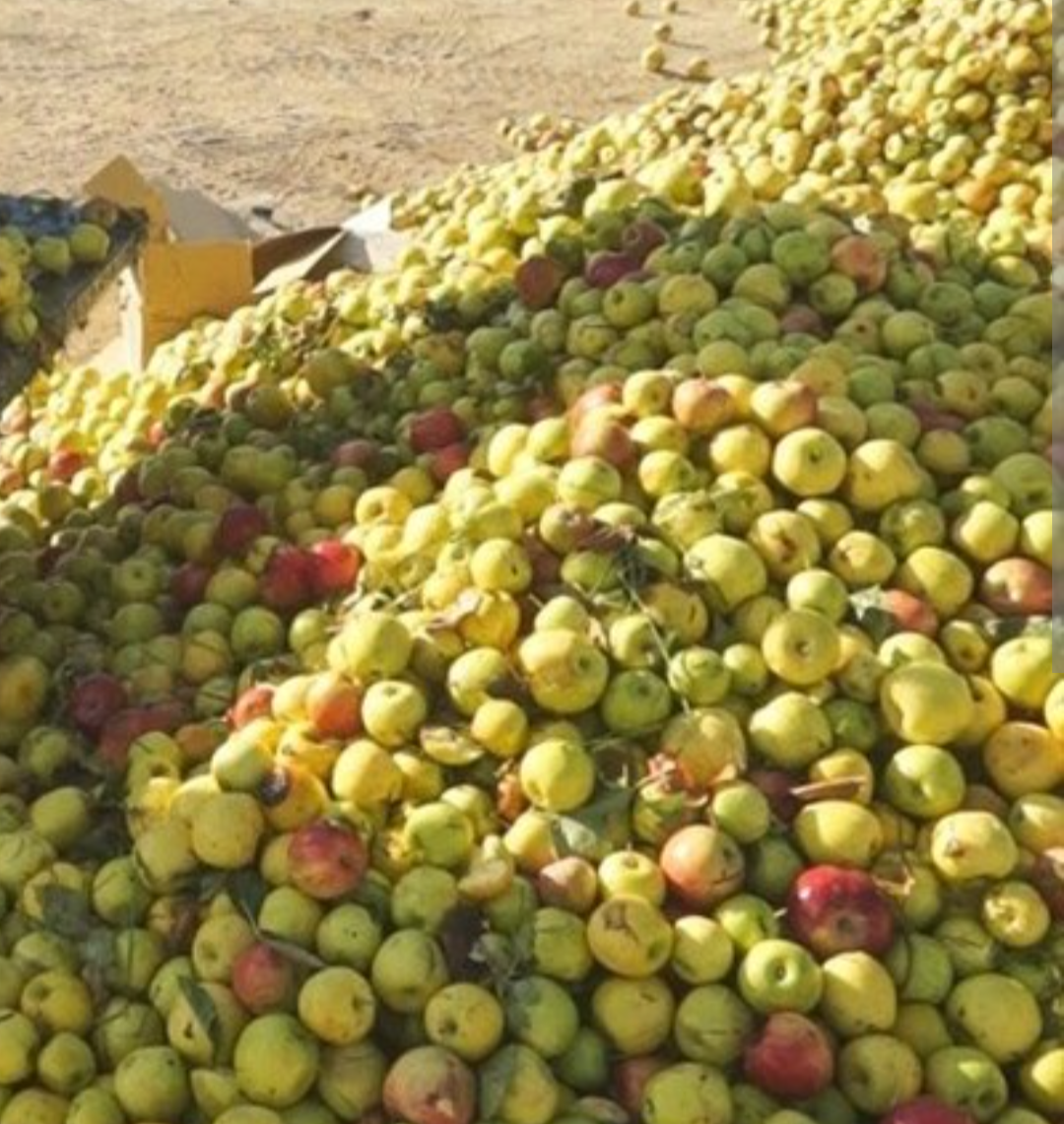 فروش سیب زیر درختی