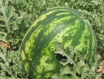 فروش هندوانه گرد