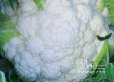 فروش گل کلم