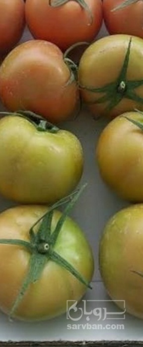 فروش گوجه فرنگی 4129