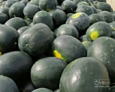 فروش هندوانه