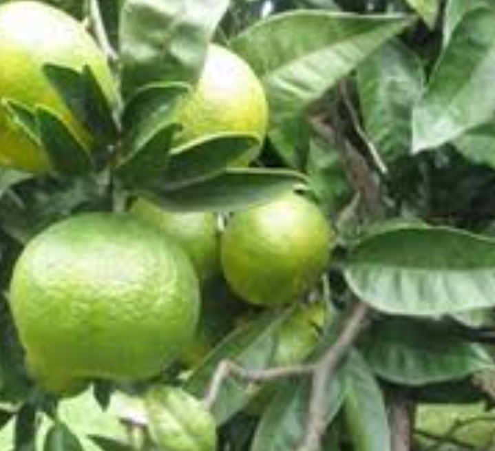 فروش نارنگی سردرختی