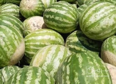 فروش هندوانه گرد