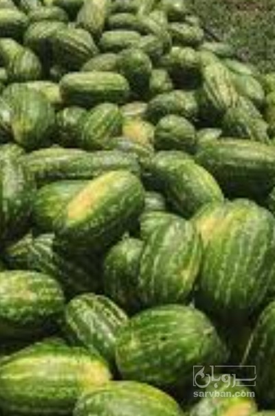 فروش هندوانه بیضی