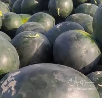 فروش هندوانه یونیژن