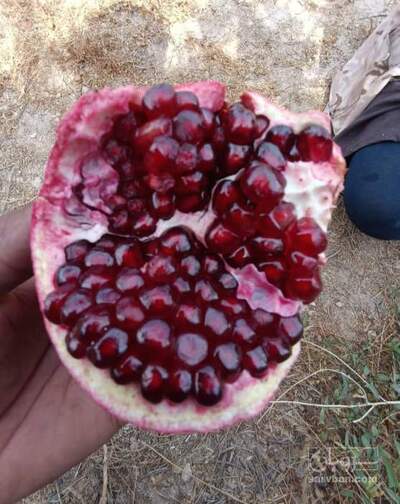 فروش انار
