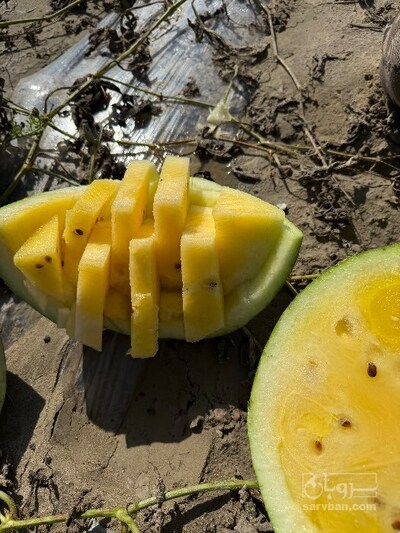 فروش هندوانه