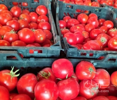 فروش گوجه فرنگی