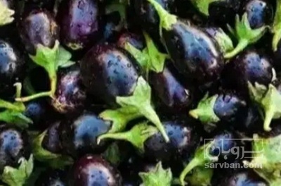 فروش بادمجان