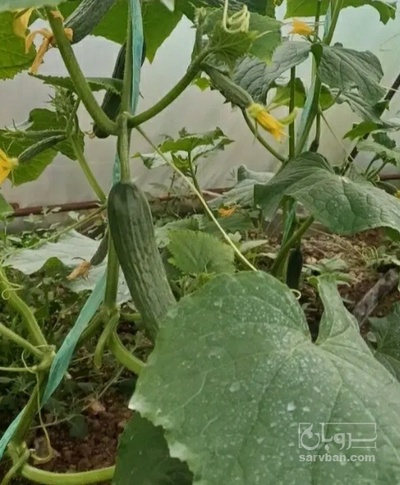 فروش خیار
