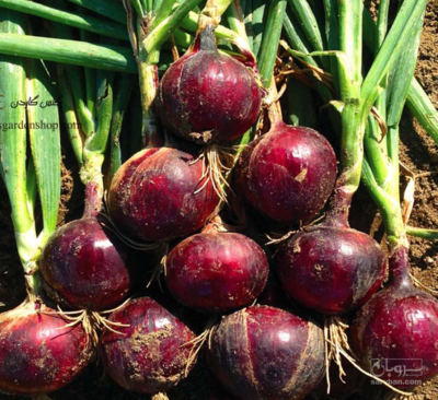 فروش پیاز قرمز