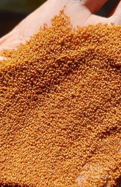 فروش خاکشیر (گیاه‌ دارویی)