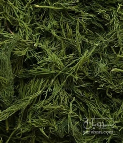 فروش شوید خشک (گیاه‌ دارویی)