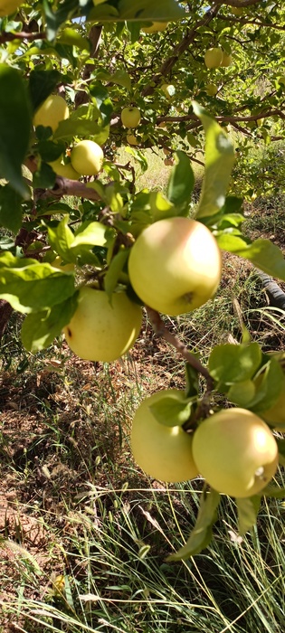 فروش سیب زرد