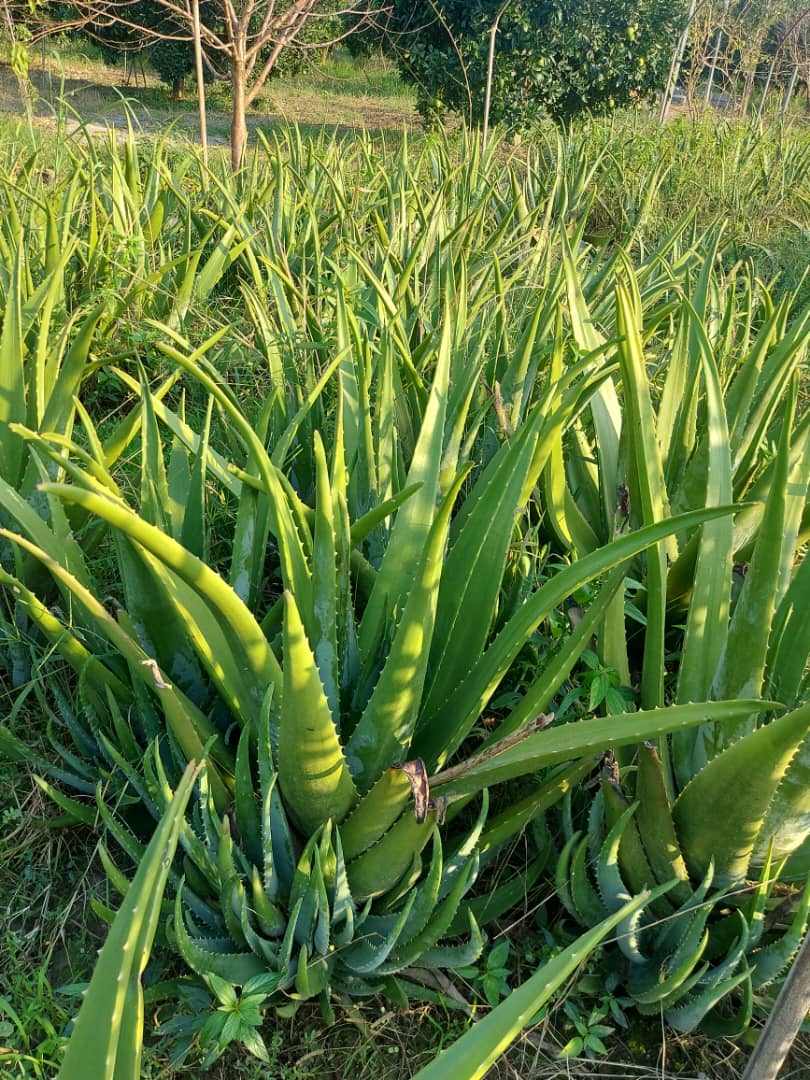 فروش آلوئه ورا برگ