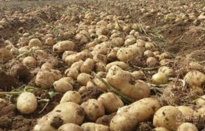 فروش سیب زمینی