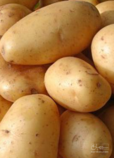 فروش سیب زمینی اگریا
