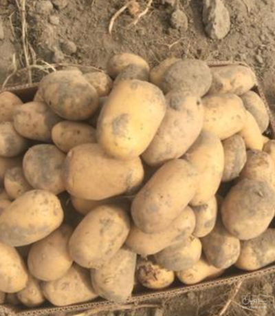 فروش سیب زمینی