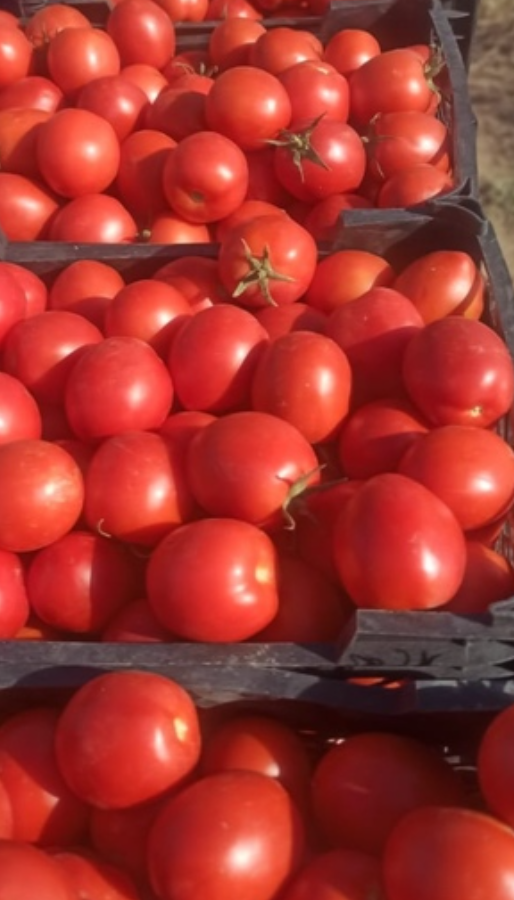 فروش گوجه فرنگی هوای ازاد