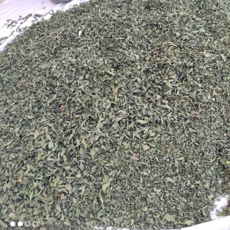 فروش نعناع خشک