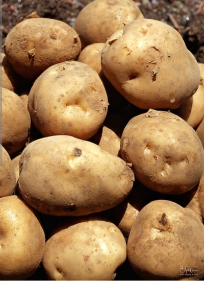 فروش سیب زمینی