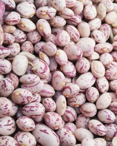 فروش لوبیا چیتی