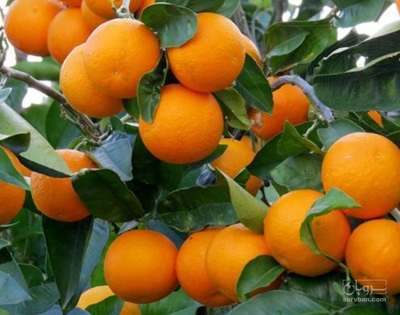 فروش پرتقال کوهستان