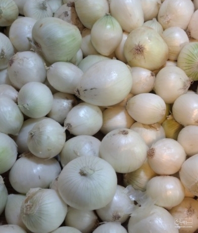 فروش پیاز