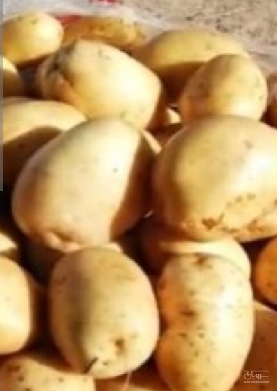 فروش سیب زمینی
