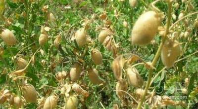 فروش نخود علوفه ایی