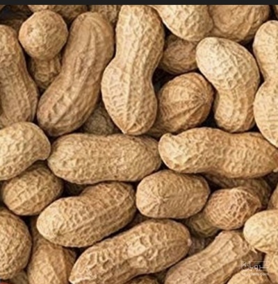فروش بادام زمینی 2