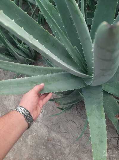 فروش آلوئه ورا بوته مادری بزرگ