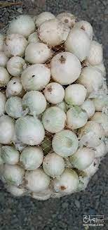 فروش پیاز سفید