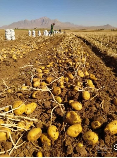 فروش سیب زمینی