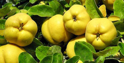 فروش به سردرختی