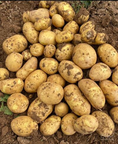 فروش سیب زمینی جلی