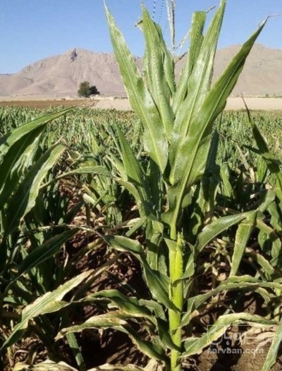 فروش چاپر ذرت - سیلاژ ذرت