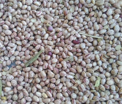 فروش لوبیا چیتی