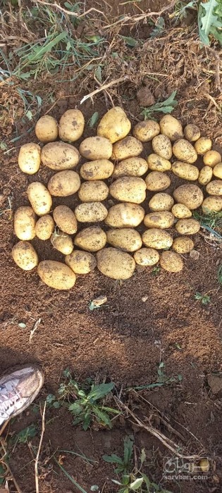 فروش سیب زمینی جلی