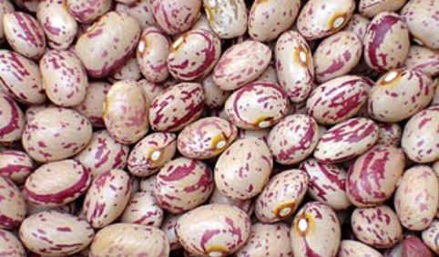 فروش لوبیا چیتی